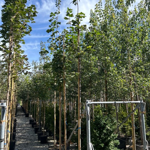 Acer platanoides (Ostrolistni javor)