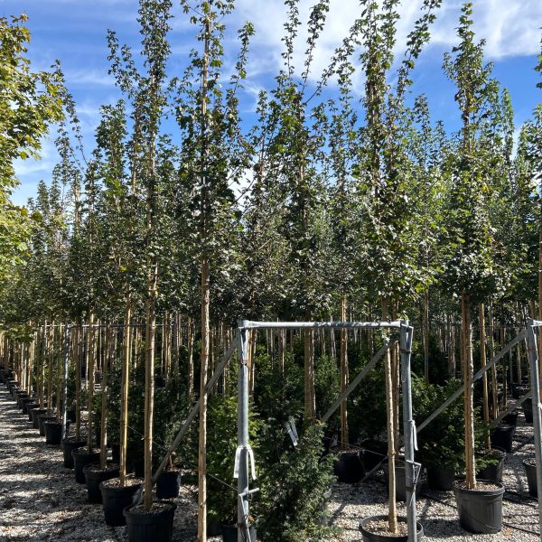 Acer campestre (Poljski javor, maklen)