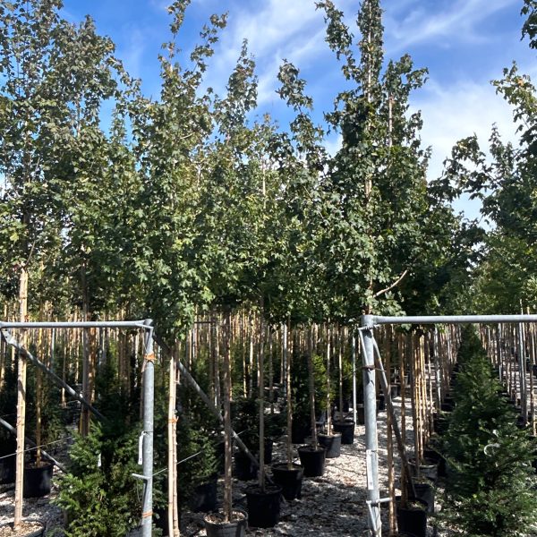 Acer campestre (Poljski javor, maklen)