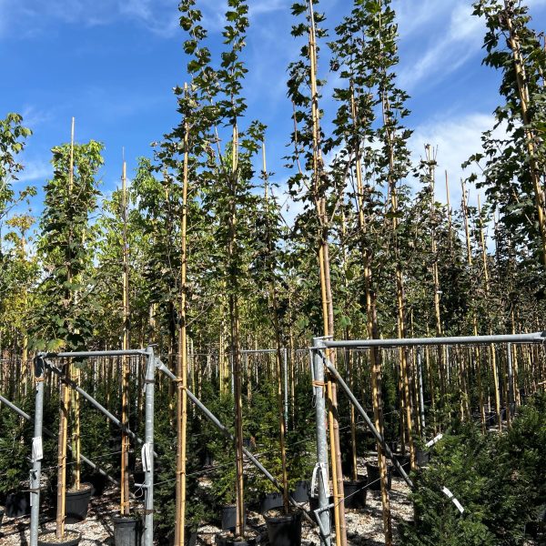 Acer pseudoplatanus (Beli/Gorski javor)
