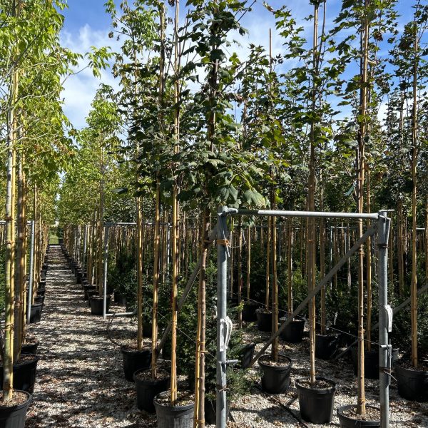 Acer pseudoplatanus (Beli/Gorski javor)