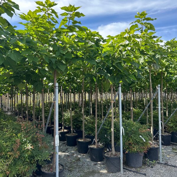 Catalpa bignoides (Navadni Cigarovec)