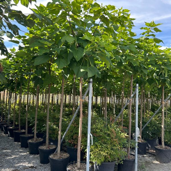 Catalpa bignoides (Navadni Cigarovec)