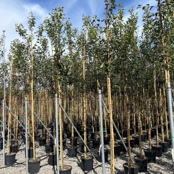 Amelanchier × GRANDIFLORA ''ROBIN HILL'