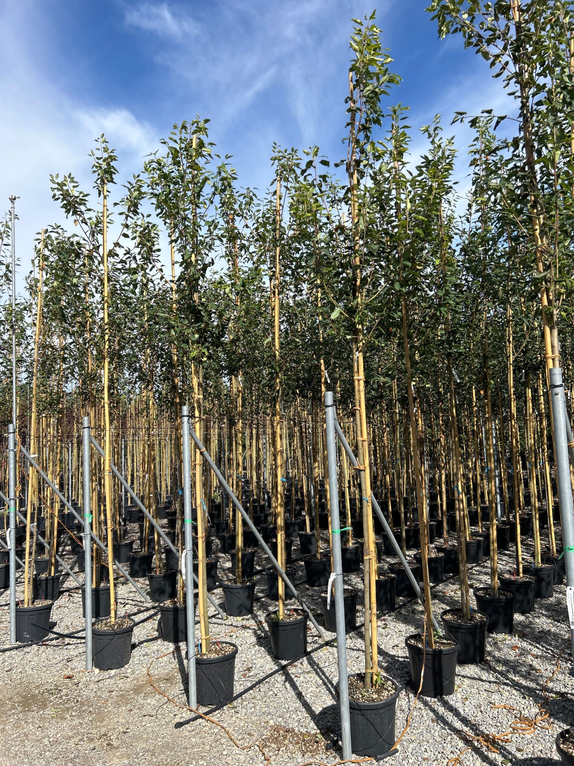 Amelanchier × GRANDIFLORA 'ROBIN HILL' Amelanchier × GRANDIFLORA ''ROBIN HILL' - slika 1