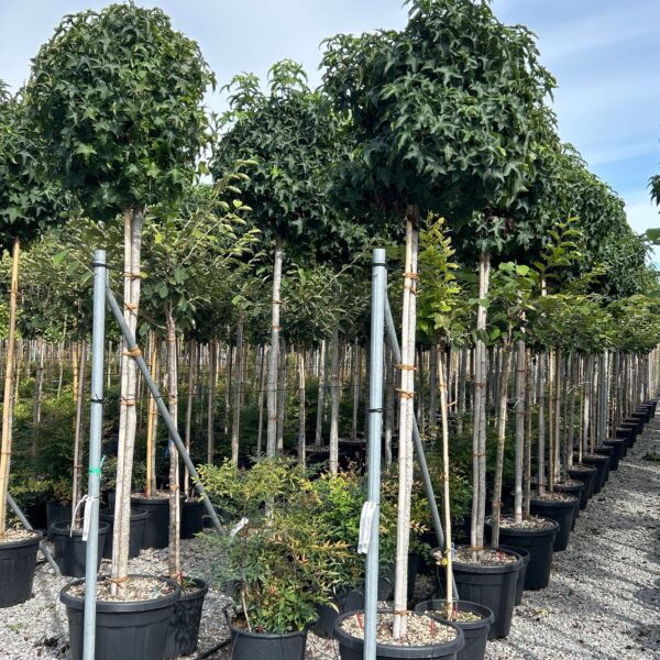 Liquidambar styraciflua 'Gum'