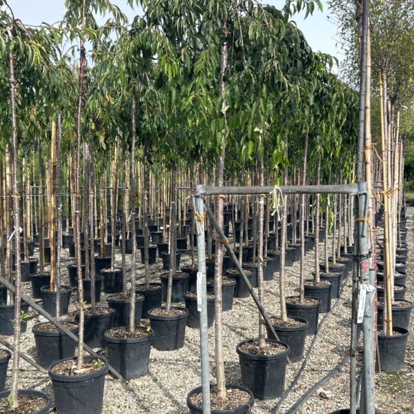 Prunus subhirtella 'PENDULA'