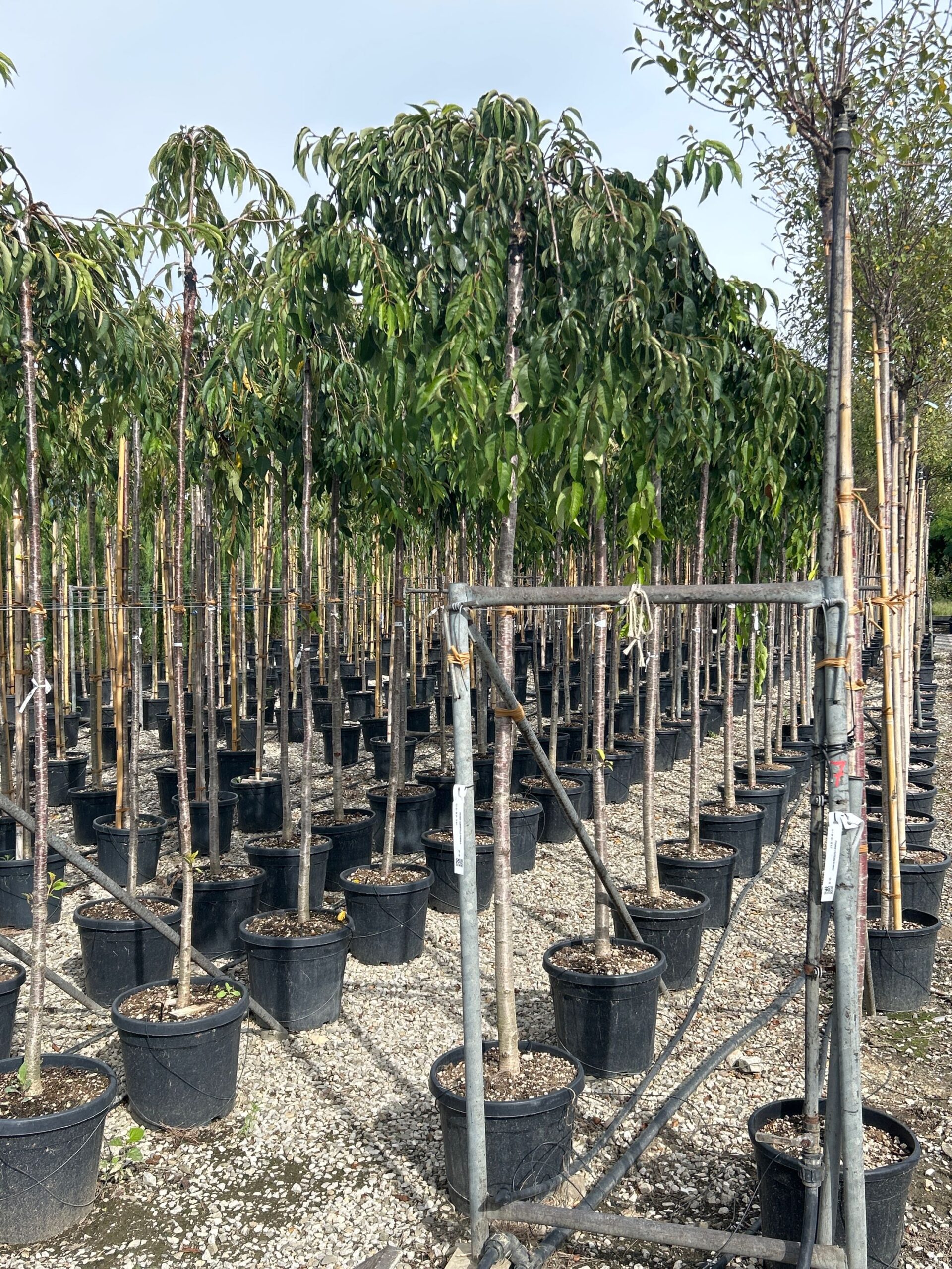 Prunus subhirtella 'PENDULA' Prunus subhirtella 'PENDULA' - slika 1