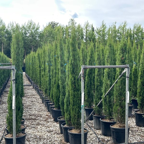 Cupressus sempervirens 'Pyramidalis' (Stebrasta cipresa)
