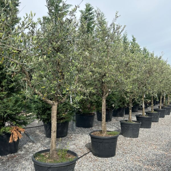 Olea europaea 'FORMA TOSCANA'