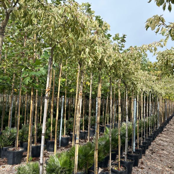 Cornus controversa 'Variegata' (Pisanolistni dren)