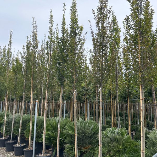 Carpinus betulus 'Fastigiata' (Stebrasti gaber)