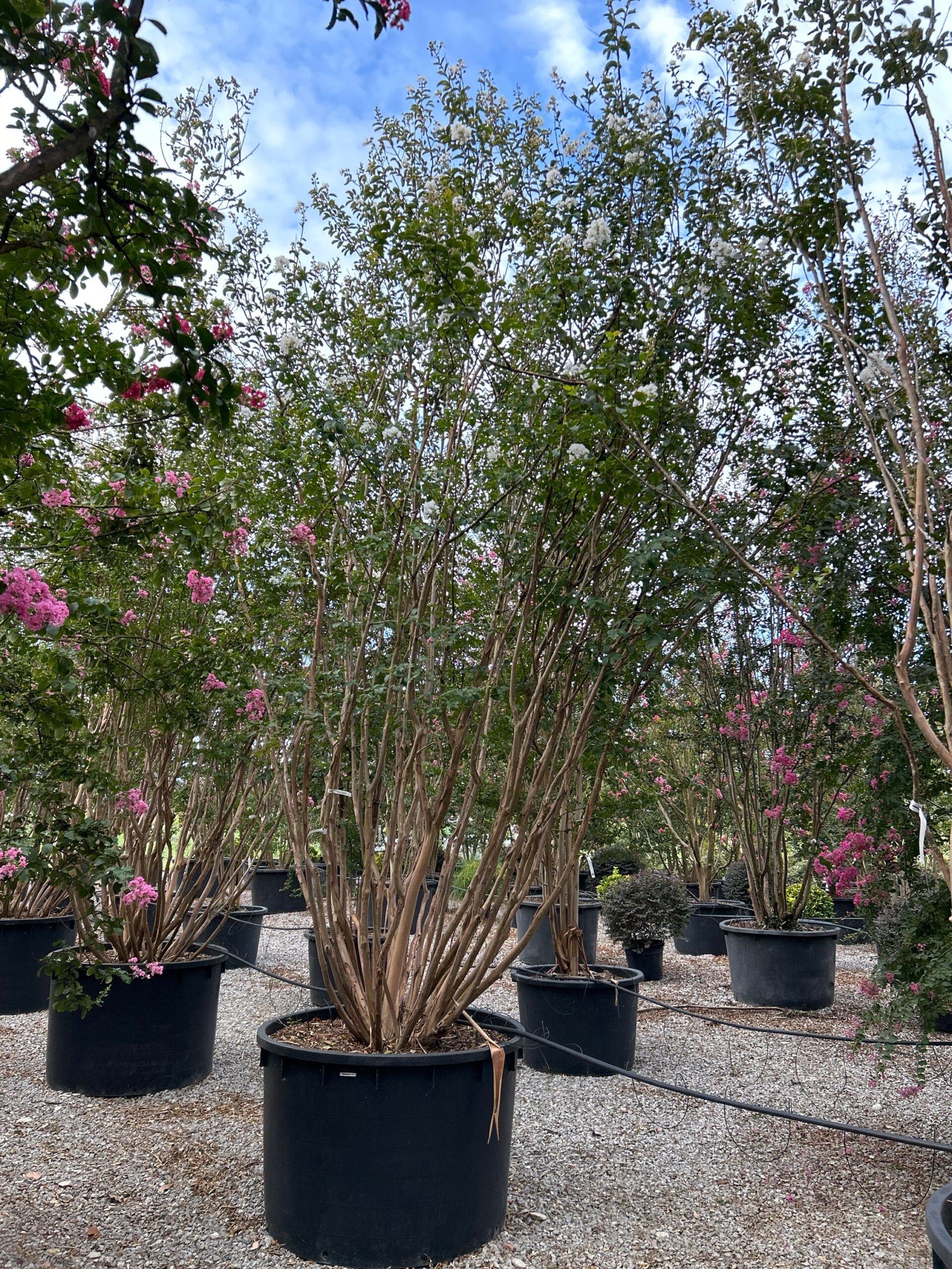 Lagerstroemia indica 'BIANCO GRASSI' Lagerstroemia indica 'BIANCO GRASSI' - slika 1