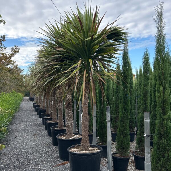 Cordyline australis – novozelandska kordilina