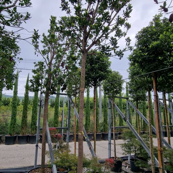Arbutus unedo (Navadni jagodnjak)