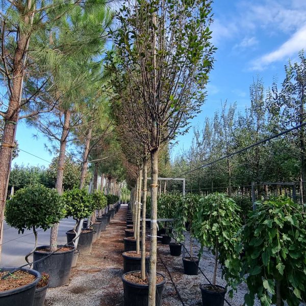 Carpinus betulus 'Fastigiata' (Stebrasti gaber)