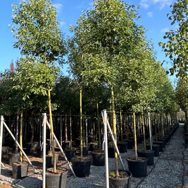 Cinnamomum camphora (Kamforovec)