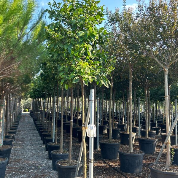 Citrus aurantifolia (Lime)