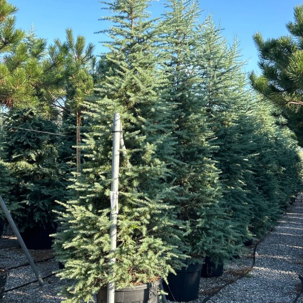 Cedrus deodara (Himalajska cedra)