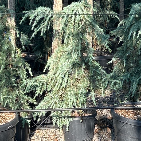 Cedrus deodara 'Feelin Blue' (Himalajska cedra)