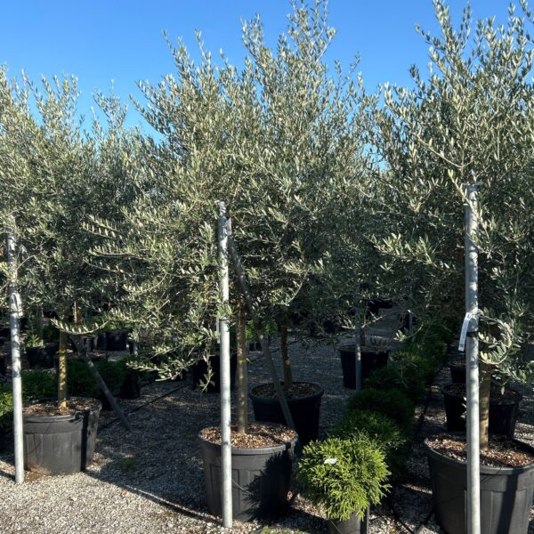 Olea europaea 'FORMA TOSCANA'