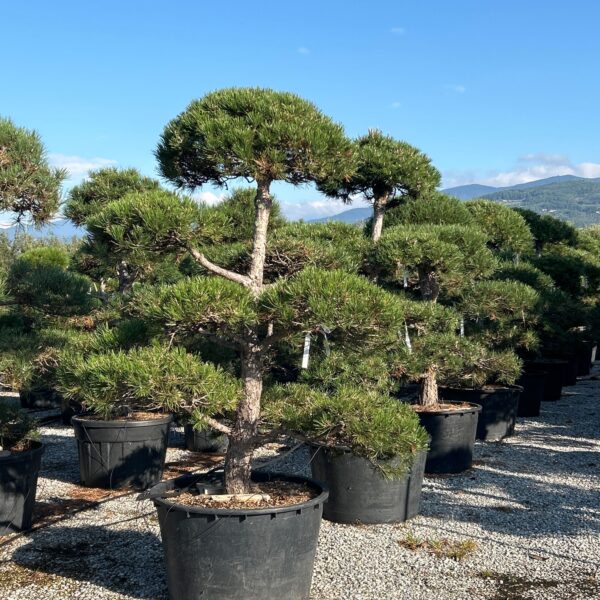 Pinus nigra 'AUSTRIACA'