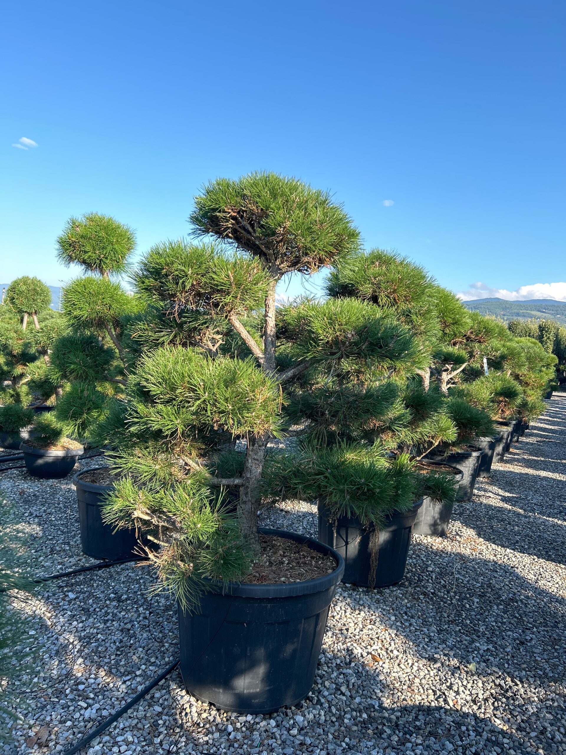 Pinus nigra 'AUSTRIACA' Pinus nigra 'AUSTRIACA' - slika 1