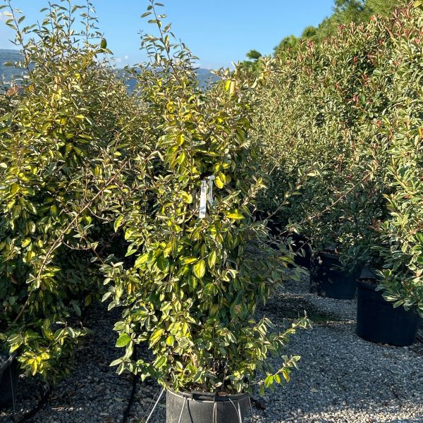 Eleagnus x ebbingei 'Limelight' (Pisanolistni oljkovec)