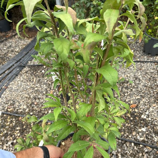 Euonymus alatus 'Compactus' (Krilata trdoleska)