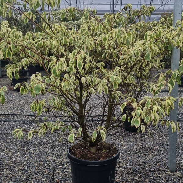 Cornus controversa 'Variegata' (Pisanolistni dren)