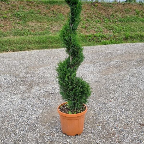 Cupressocyparis leylandii 2001 SPIRAL (Lejlandova cipresa)