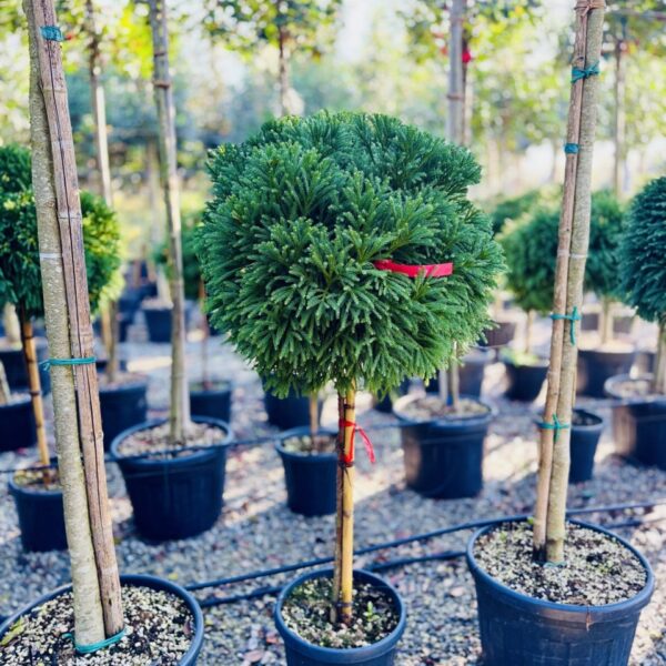 Cryptomeria japonica 'Little Champion' (Kriptomerija)