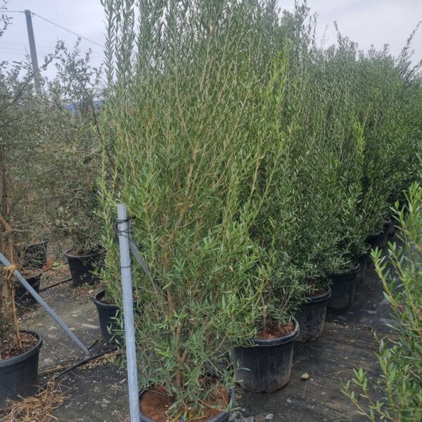 Phillyrea angustifolia