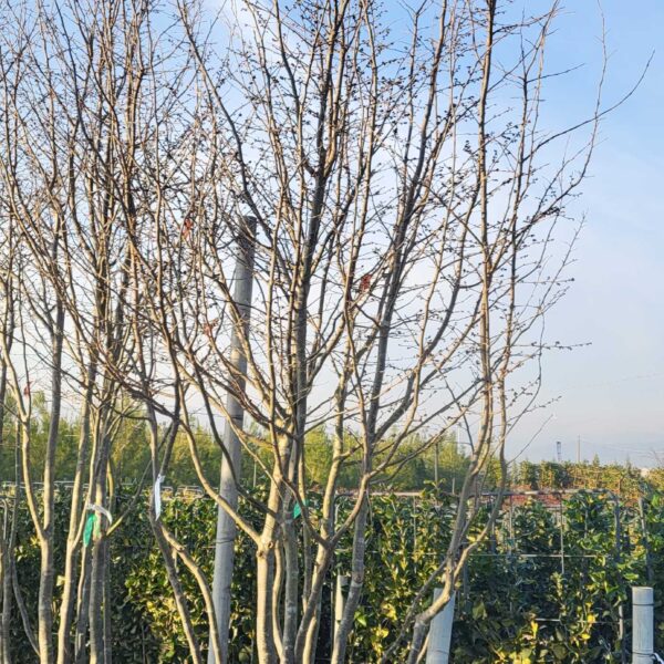 Parrotia persica 'BELLA'