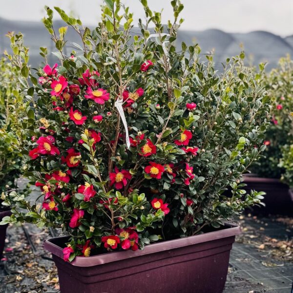 Camellia sasanqua 'YULETIDE-ROSSO'