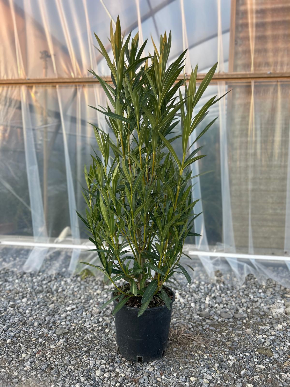 Nerium oleander 'ROSA SEMPLICE' Nerium oleander 'ROSA SEMPLICE' - slika 1