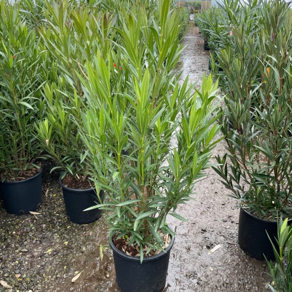 Nerium oleander 'BIANCO SEMPLICE'
