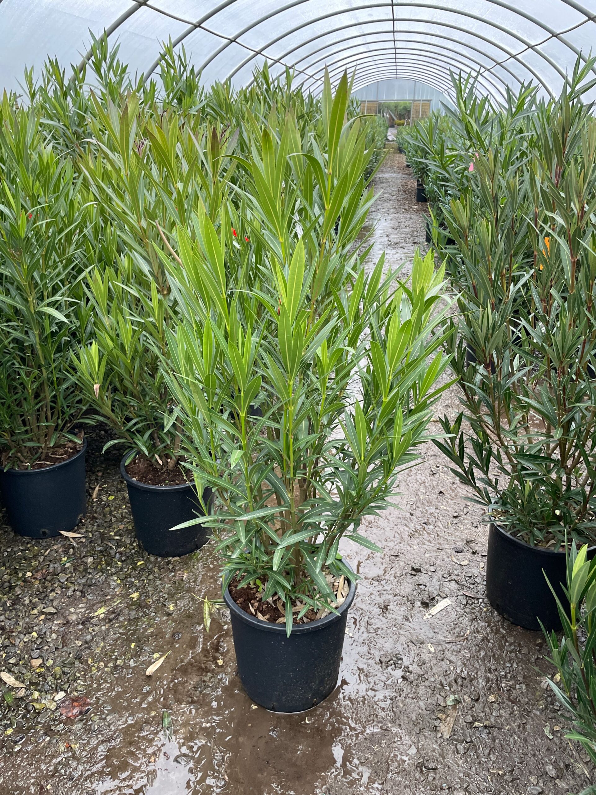 Nerium oleander 'BIANCO SEMPLICE' Nerium oleander 'BIANCO SEMPLICE' - slika 1