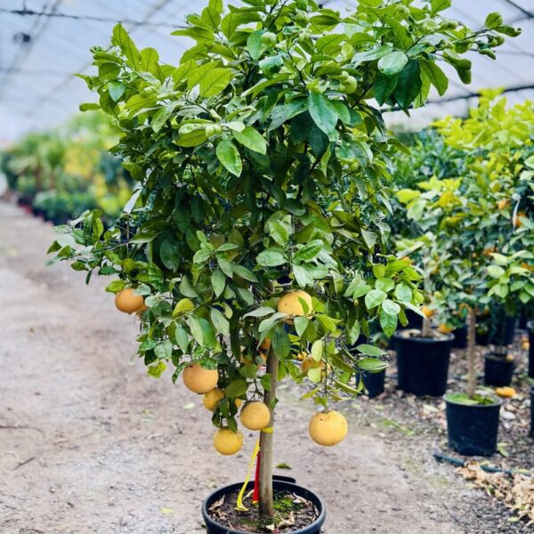 Citrus × PARADISI