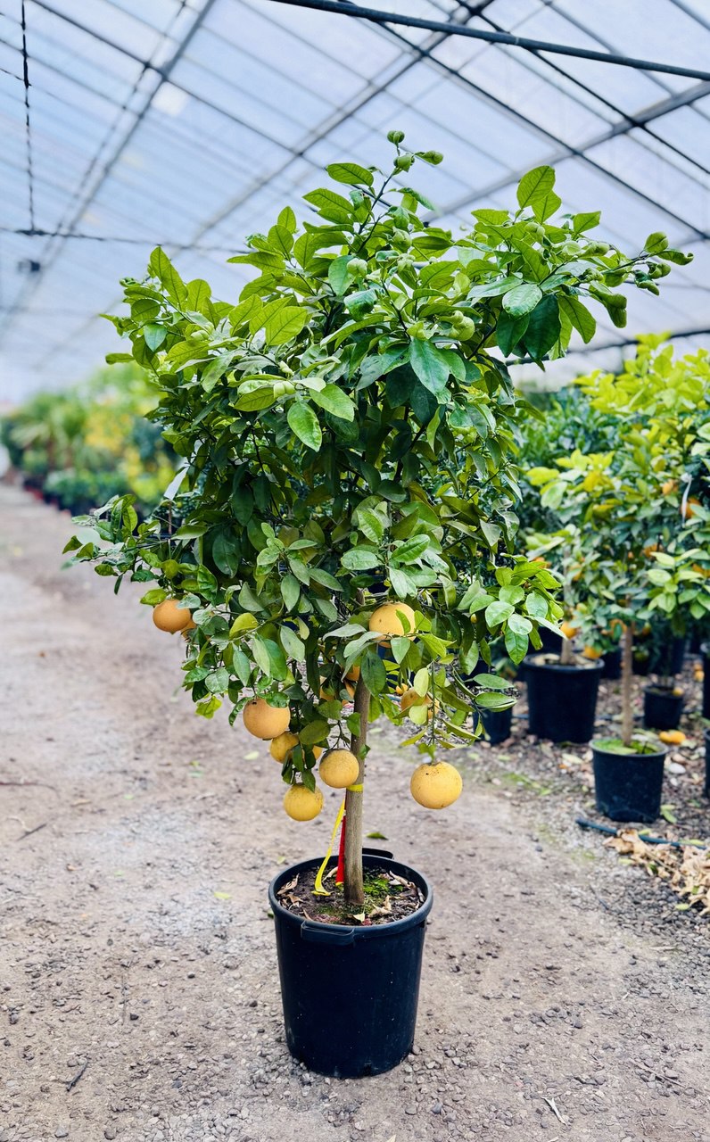 Citrus × PARADISI Citrus × PARADISI - slika 1
