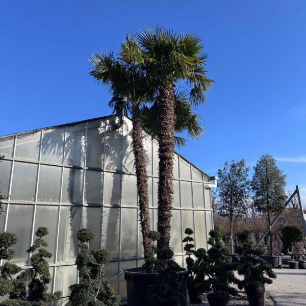 Trachycarpus fortunei