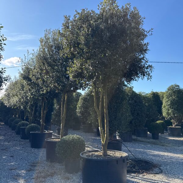 Quercus ilex