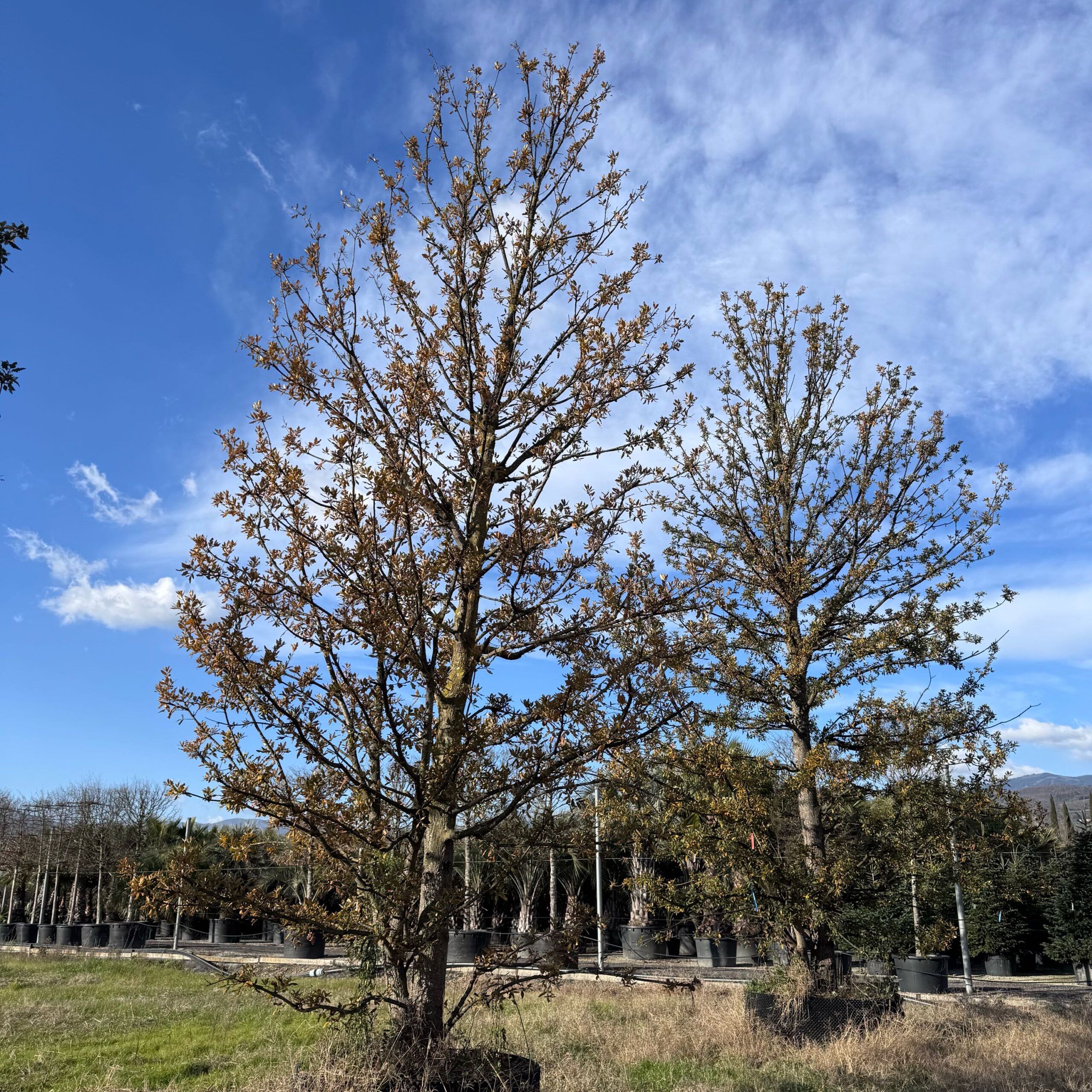 Quercus × HISPANICA Quercus × HISPANICA - slika 1