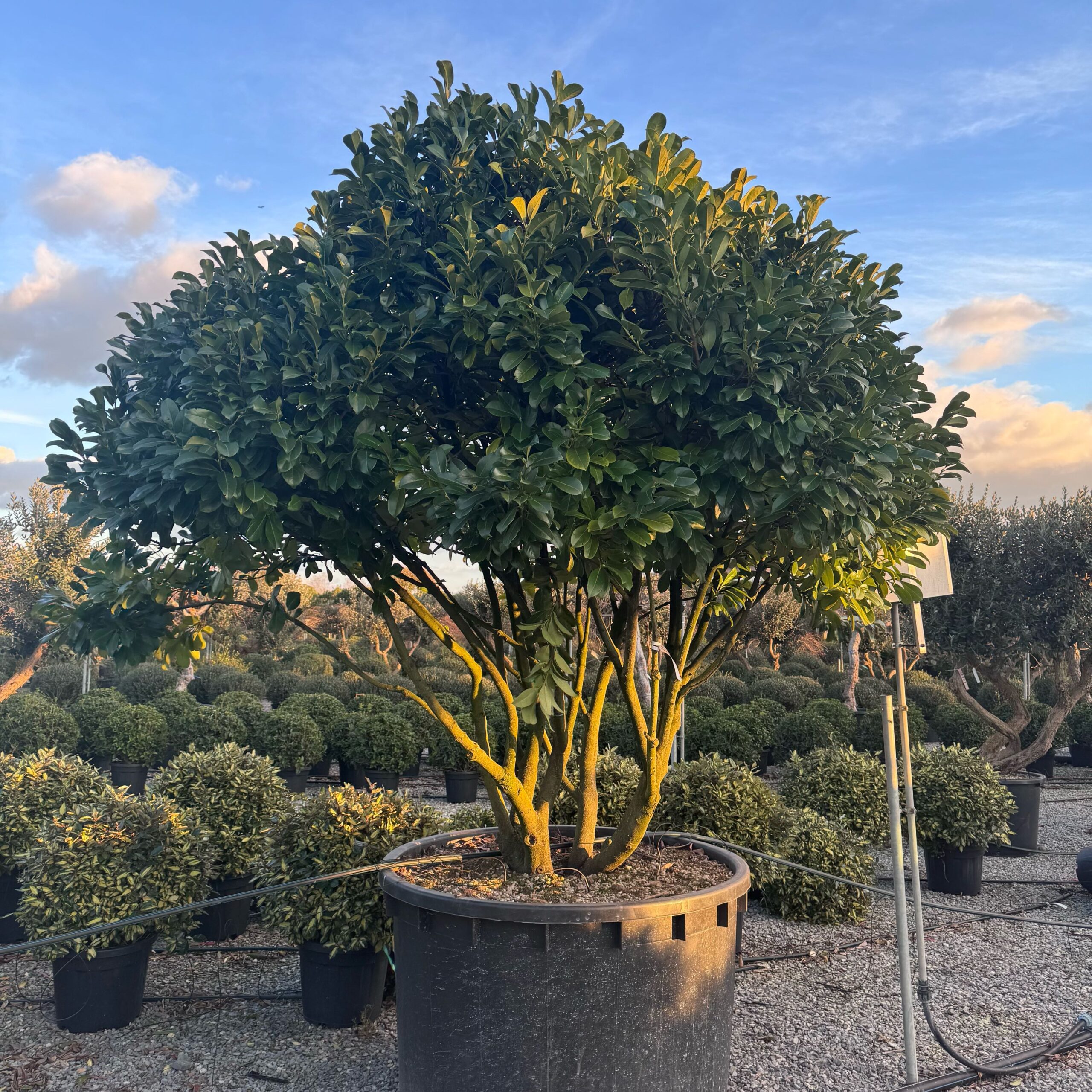 Prunus laurocerasus 'ETNA' Prunus laurocerasus 'ETNA' - slika 1