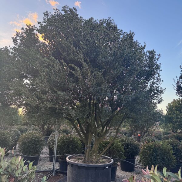 Osmanthus heterophyllus