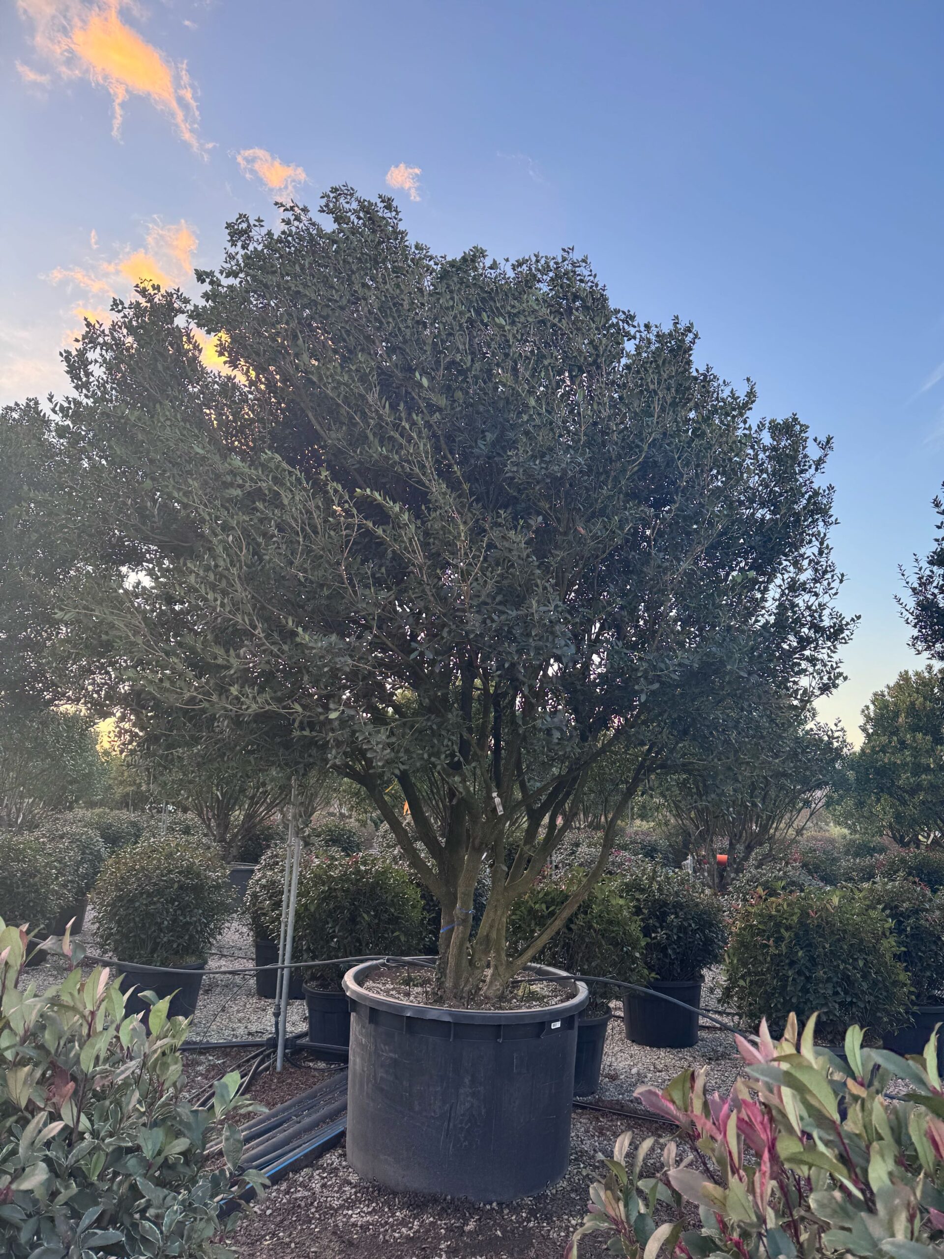 Osmanthus heterophyllus Osmanthus heterophyllus - slika 1