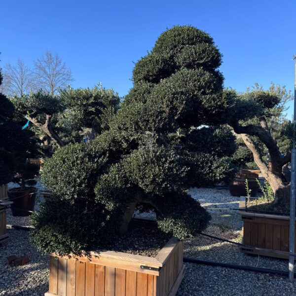 Ilex crenata 'KINME'