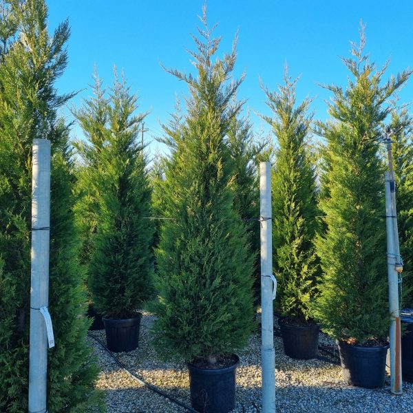 Cupressocyparis leylandii (Lejlandova cipresa)