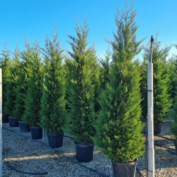 Cupressocyparis leylandii (Lejlandova cipresa)