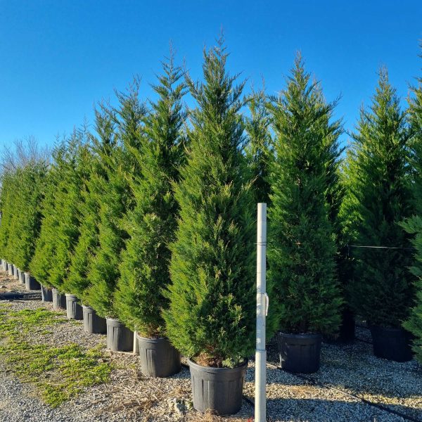 Cupressocyparis leylandii (Lejlandova cipresa)